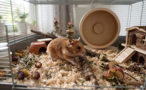 Gaiola Ideal para Hamster: Tamanho, Modelo e Acessórios