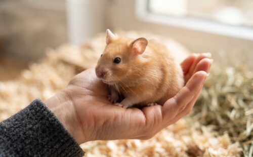 Hamster Reconhece o Dono? Entenda o Vínculo com o Tutor